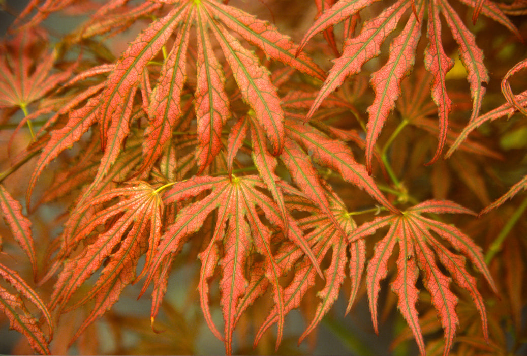 Acer palmatum 'Mikazuki' Japanese Maple
