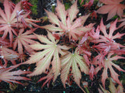 - Acer palmatum 'Nebula' Variegated Japanese Maple - Mr Maple │ Buy Japanese Maple Trees