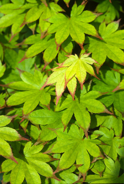 Acer palmatum 'Ogi tsuma gaki' Purple Border Japanese Maple