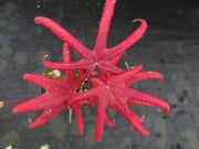 - Acer palmatum 'Peve Starfish' Japanese Maple - Mr Maple │ Buy Japanese Maple Trees