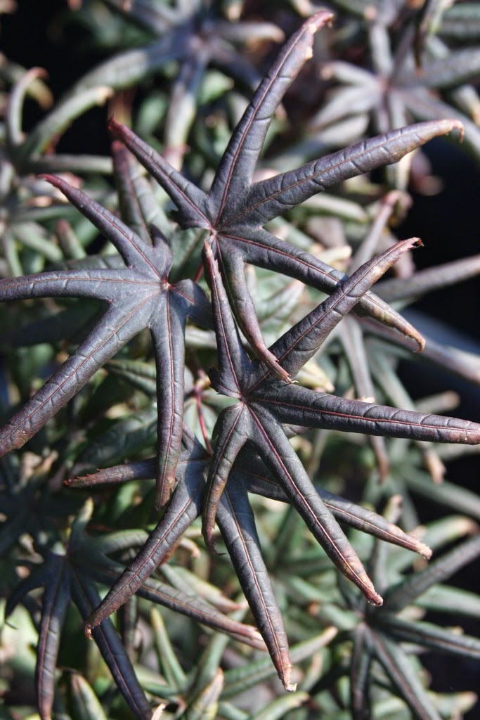 - Acer palmatum 'Peve Starfish' Japanese Maple - Mr Maple │ Buy Japanese Maple Trees