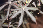 - Acer palmatum 'Peve Starfish' Japanese Maple - Mr Maple │ Buy Japanese Maple Trees