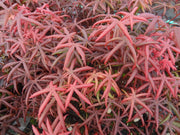 - Acer palmatum 'Peve Starfish' Japanese Maple - Mr Maple │ Buy Japanese Maple Trees
