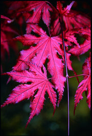 - FOR PICKUP ONLY | Acer palmatum 'Purple Ghost' Japanese Maple | DOES NOT SHIP - Mr Maple │ Buy Japanese Maple Trees