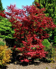 - FOR PICKUP ONLY | Acer palmatum 'Purple Ghost' Japanese Maple | DOES NOT SHIP - Mr Maple │ Buy Japanese Maple Trees