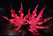 - Acer palmatum 'Purple Ghost' Japanese Maple - Mr Maple │ Buy Japanese Maple Trees