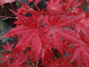 - FOR PICKUP ONLY | Acer palmatum 'Purple Ghost' Japanese Maple | DOES NOT SHIP - Mr Maple │ Buy Japanese Maple Trees