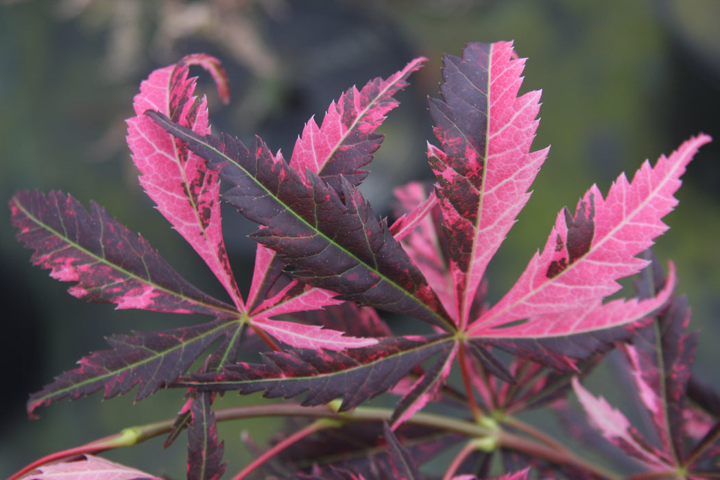 Acer palmatum 'Rainbow' Pink Variegated Red Japanese Maple