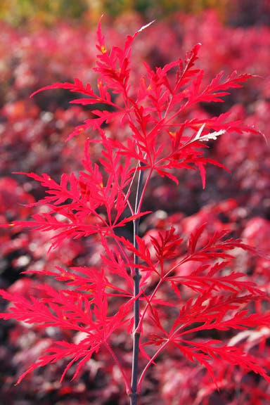 - Acer palmatum 'Red Dragon' Dwarf Japanese Maple - Mr Maple │ Buy Japanese Maple Trees