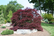 - Acer palmatum 'Red Dragon' Dwarf Japanese Maple - Mr Maple │ Buy Japanese Maple Trees