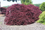 - Acer palmatum 'Red Dragon' Dwarf Japanese Maple - Mr Maple │ Buy Japanese Maple Trees