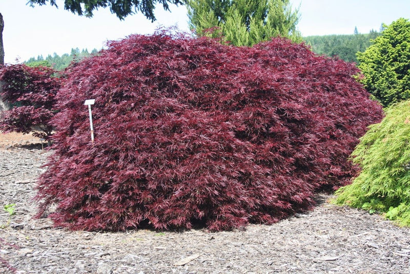 - Acer palmatum 'Red Dragon' Dwarf Japanese Maple - Mr Maple │ Buy Japanese Maple Trees