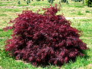 - Acer palmatum 'Red Dragon' Dwarf Japanese Maple - Mr Maple │ Buy Japanese Maple Trees