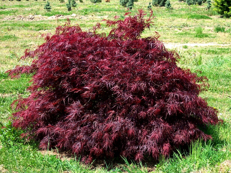 - Acer palmatum 'Red Dragon' Dwarf Japanese Maple - Mr Maple │ Buy Japanese Maple Trees