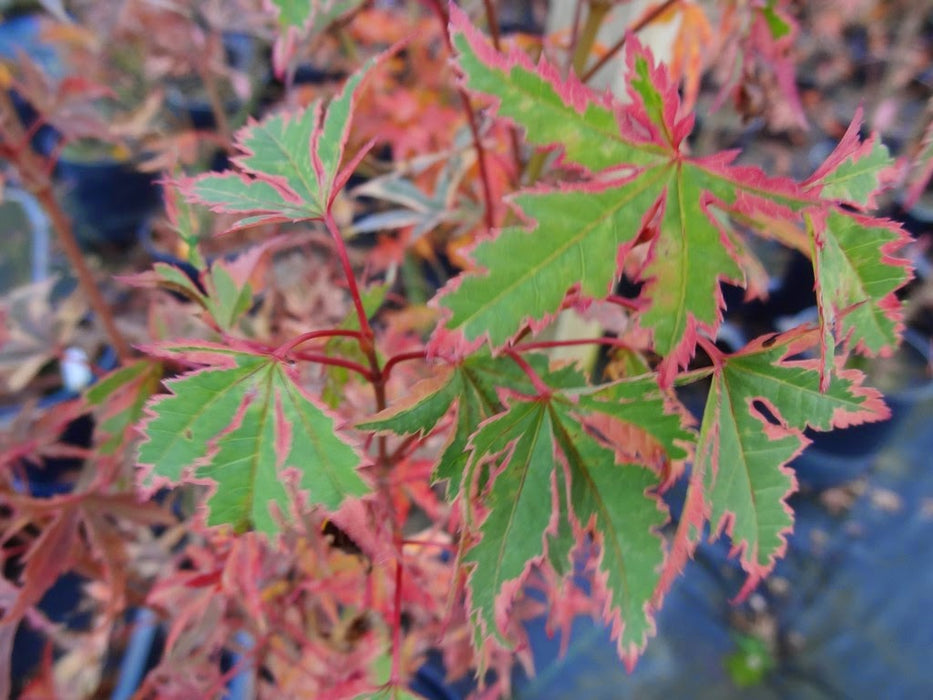 Acer palmatum 'Shojo no mai' Variegated Japanese Maple