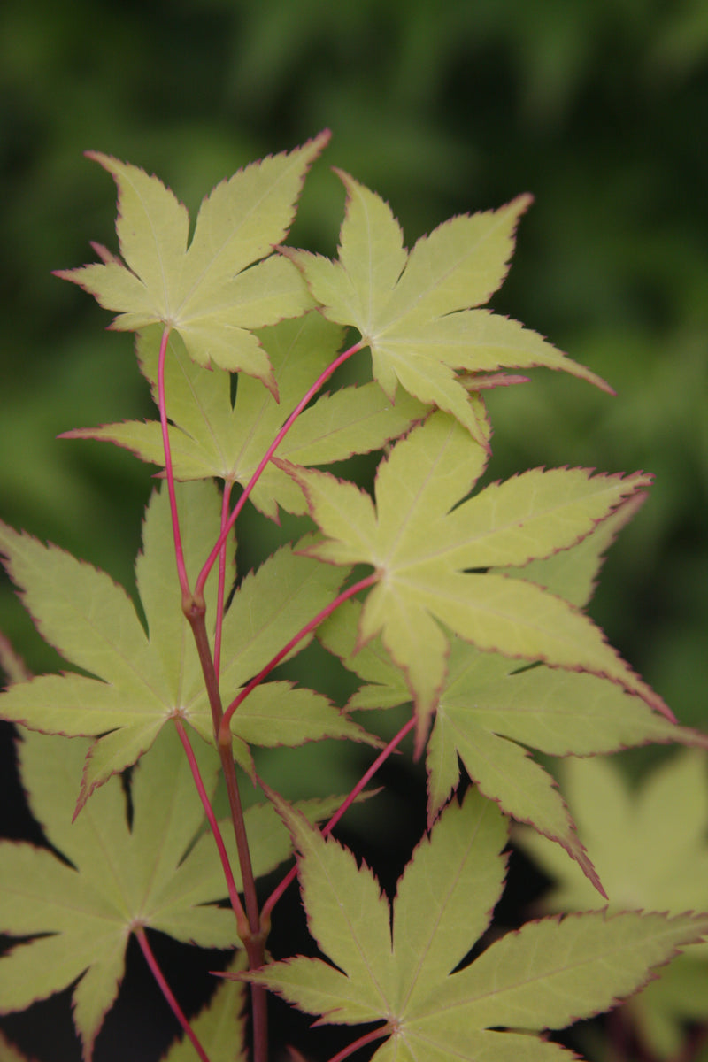 - Acer palmatum 'Summer Gold' Japanese Maple - Mr Maple │ Buy Japanese Maple Trees