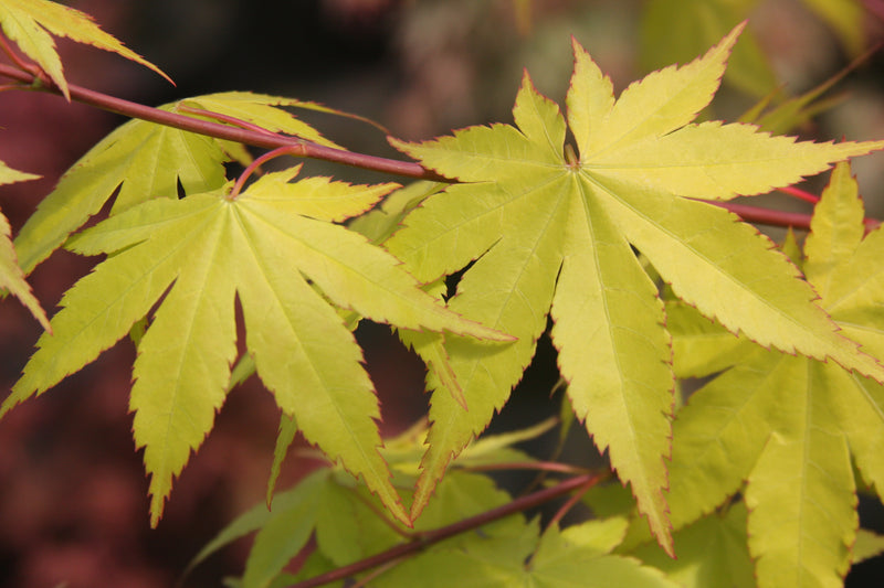 - Acer palmatum 'Summer Gold' Japanese Maple - Mr Maple │ Buy Japanese Maple Trees
