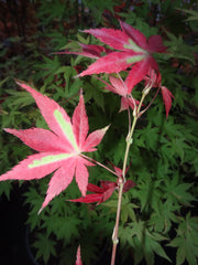 - Acer palmatum 'Summer Gold' Japanese Maple - Mr Maple │ Buy Japanese Maple Trees