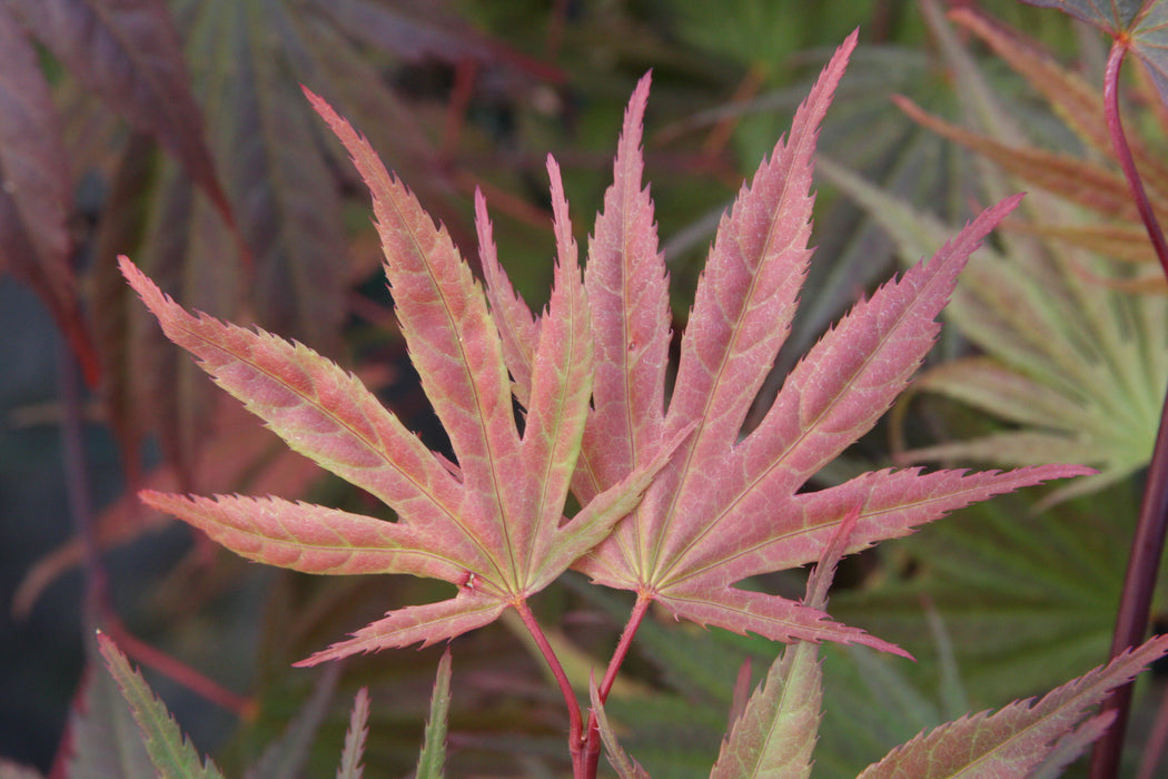 Acer palmatum 'Toshi' Japanese Maple