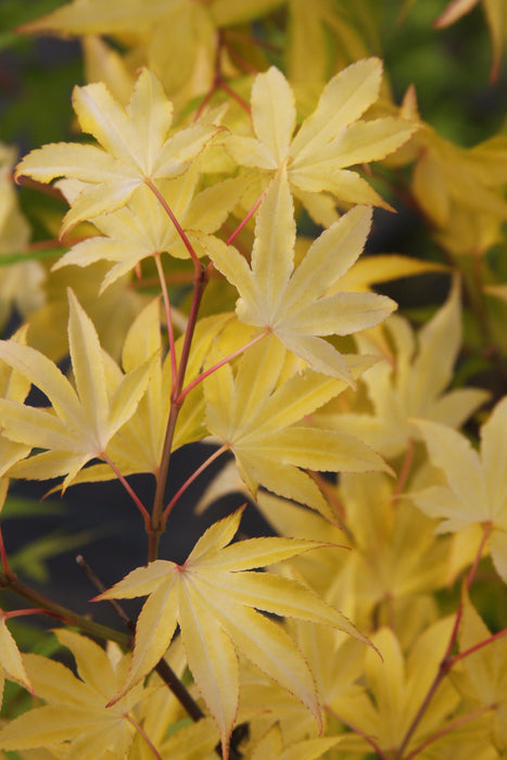 Acer palmatum 'Usu midori' Japanese Maple