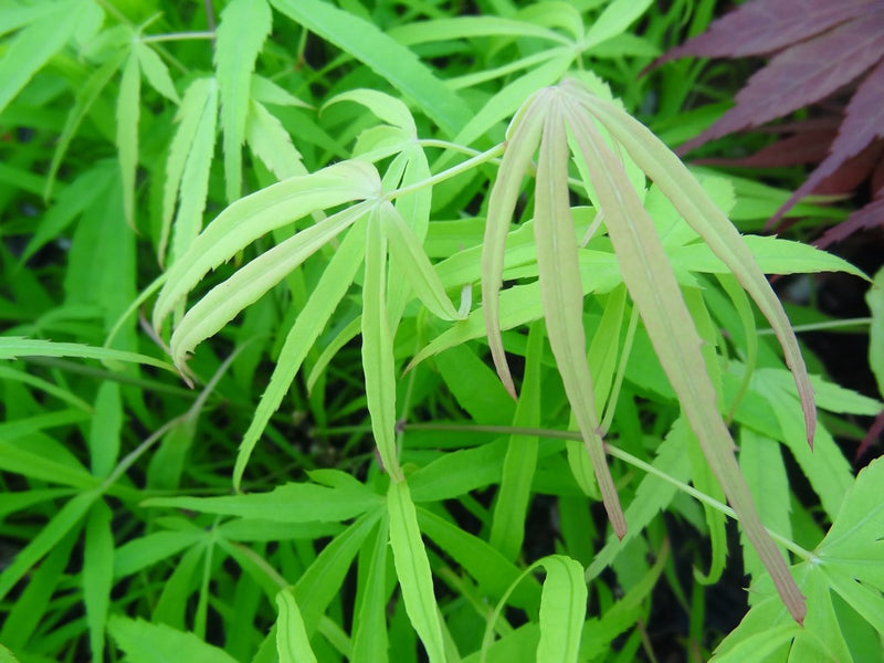 - Acer palmatum 'Yellow Threads' Rare Japanese Maple - Mr Maple │ Buy Japanese Maple Trees