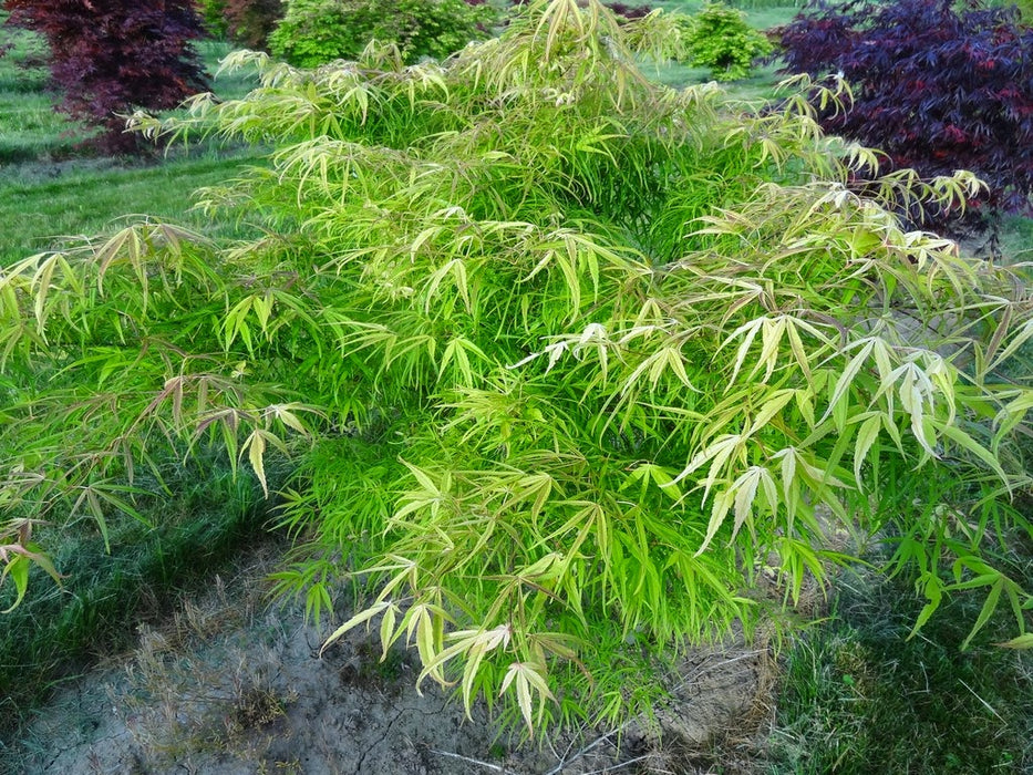 Acer palmatum 'Yellow Threads' Rare Japanese Maple
