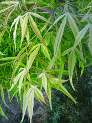 - Acer palmatum 'Yellow Threads' Rare Japanese Maple - Mr Maple │ Buy Japanese Maple Trees