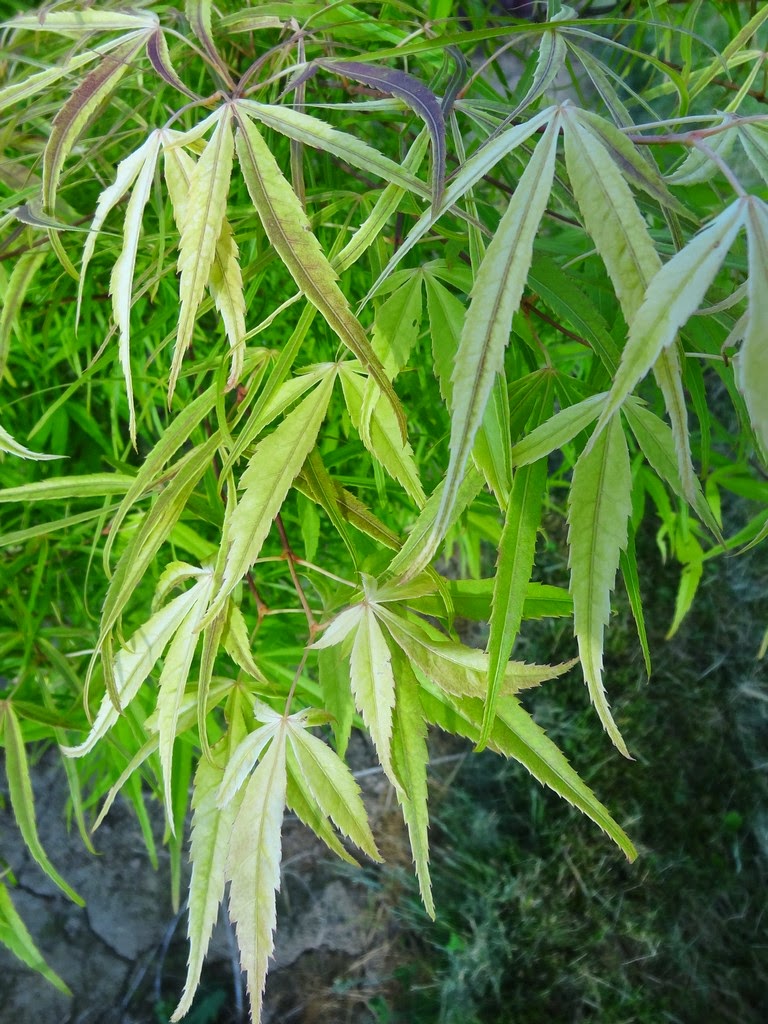 - Acer palmatum 'Yellow Threads' Rare Japanese Maple - Mr Maple │ Buy Japanese Maple Trees
