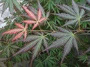 - Acer shirasawanum 'Bronze Age' Bronze Full Moon Japanese Maple - Mr Maple │ Buy Japanese Maple Trees