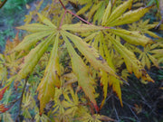 - Acer shirasawanum 'Bronze Age' Bronze Full Moon Japanese Maple - Mr Maple │ Buy Japanese Maple Trees