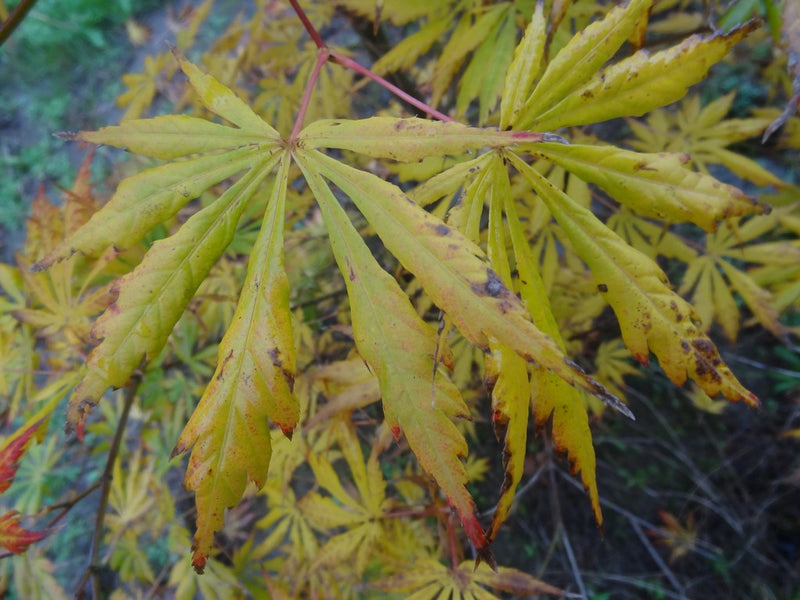 - Acer shirasawanum 'Bronze Age' Bronze Full Moon Japanese Maple - Mr Maple │ Buy Japanese Maple Trees