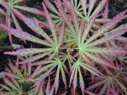 - Acer shirasawanum 'Bronze Age' Bronze Full Moon Japanese Maple - Mr Maple │ Buy Japanese Maple Trees