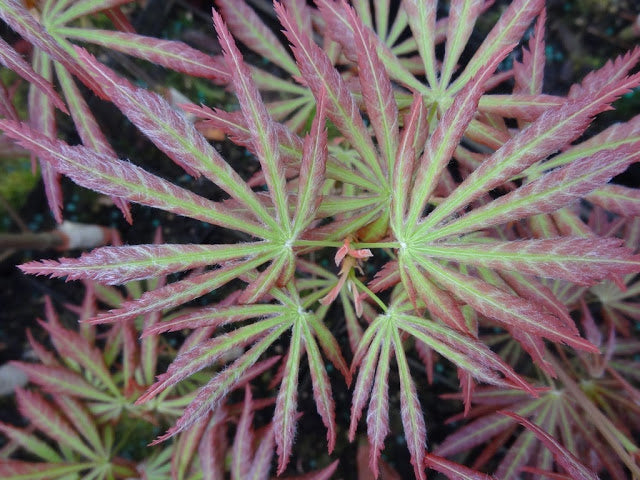 - Acer shirasawanum 'Bronze Age' Bronze Full Moon Japanese Maple - Mr Maple │ Buy Japanese Maple Trees
