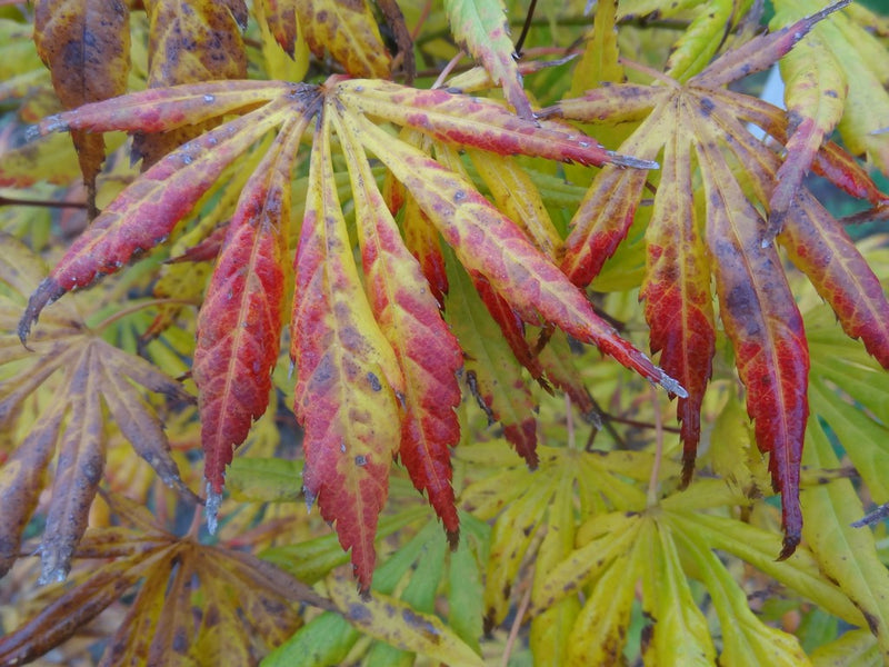 - Acer shirasawanum 'Bronze Age' Bronze Full Moon Japanese Maple - Mr Maple │ Buy Japanese Maple Trees