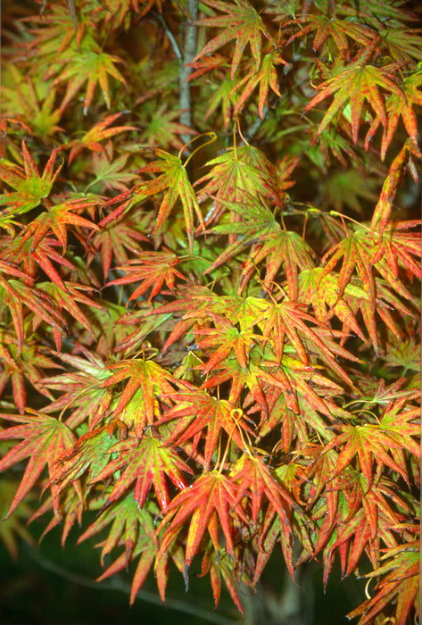 Acer shirasawanum 'Mr. Sun' Dwarf Full Moon Japanese Maple