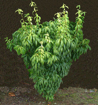 Acer carpinifolium 'Esveld Select' Dwarf Japanese Hornbeam Maple Tree