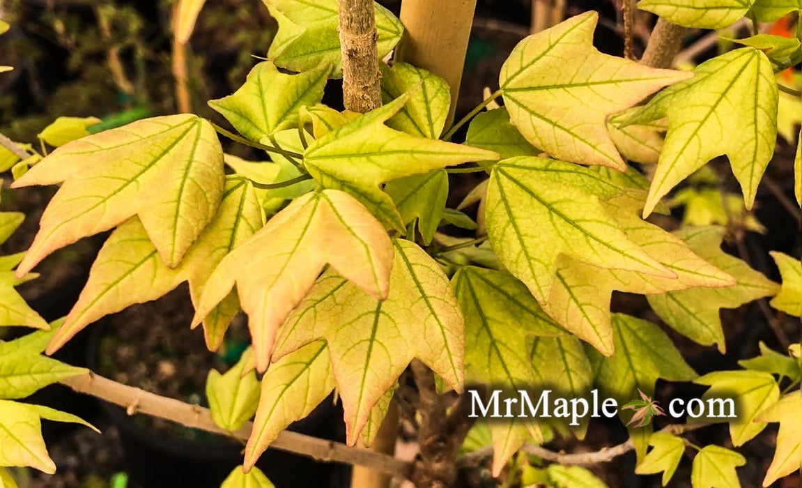 Acer buergerianum 'Golden Pharoah' Trident Maple