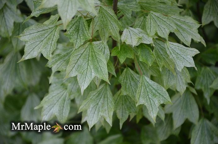 Acer buergerianum 'Hana chiru sato' Trident Maple