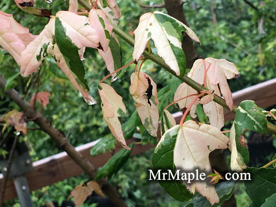Acer buergerianum 'Inazuma nishiki' Variegated Trident Maple Tree