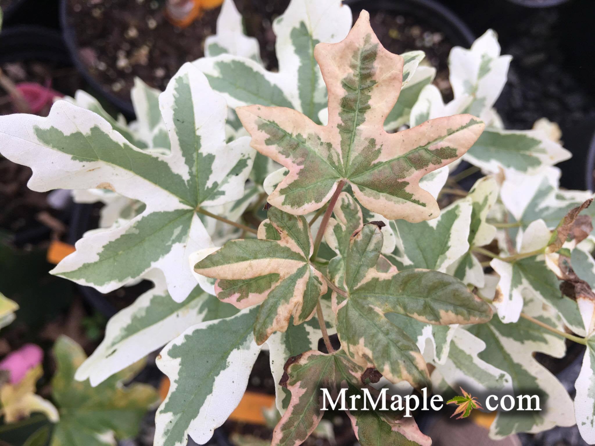Buy Acer campestre 'Carnival' White Variegated Maple — Mr
