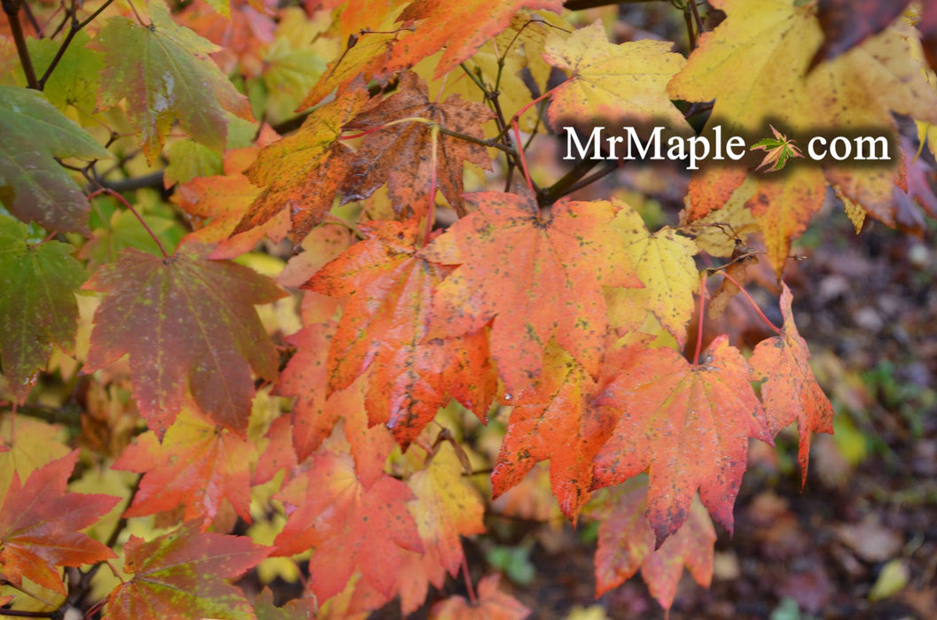Acer circinatum 'Hoyt Parent' Japanese Maple