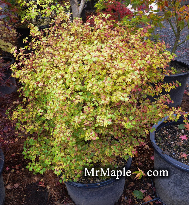 Acer circinatum 'W.B. Hoyt' Dwarf Japanese Maple