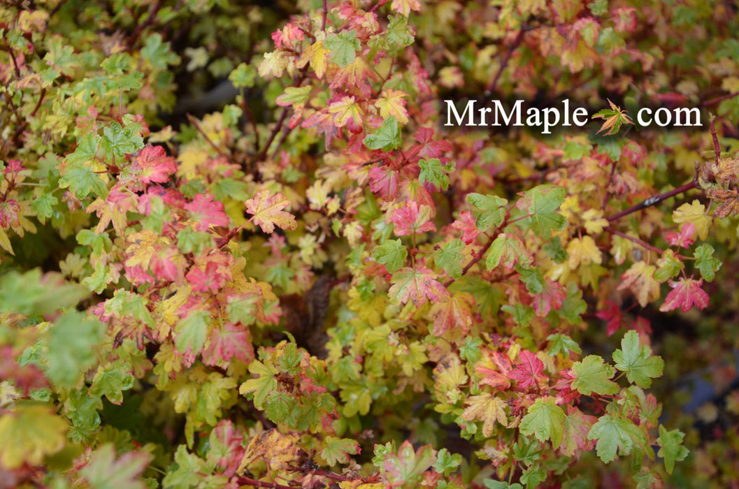 Acer circinatum 'W.B. Hoyt' Dwarf Japanese Maple