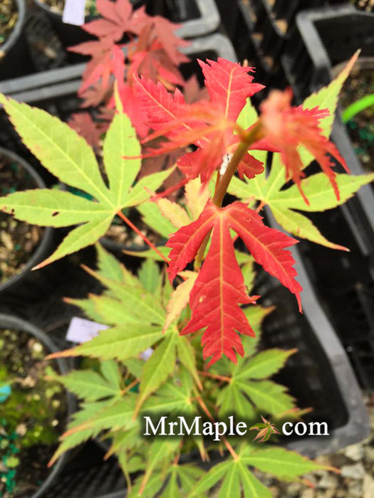 Acer elegantulum x palmatum 'Johnnie's Giant' Japanese Maple