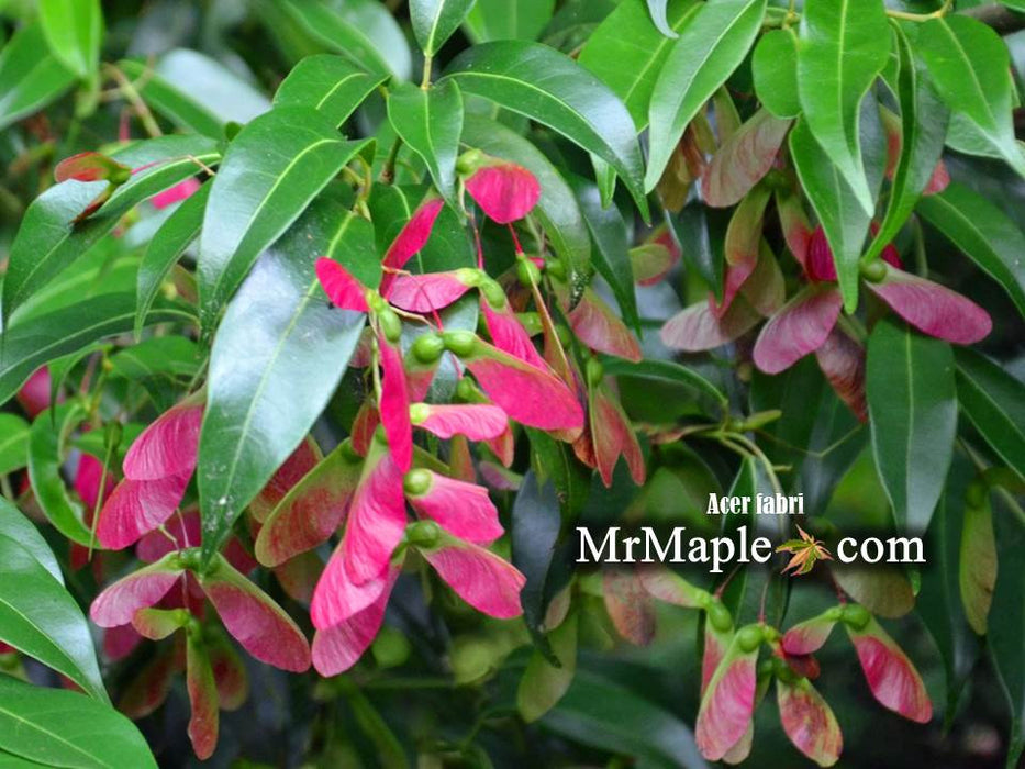 Acer fabri - Emerald Jade Maple - Rare Evergreen Chinese Maple