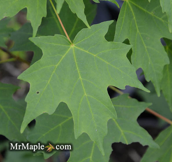 Acer grandidentatum 'Hipzam' Big Tooth Maple