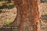 - Acer griseum - Paperbark Maple - Mr Maple │ Buy Japanese Maple Trees