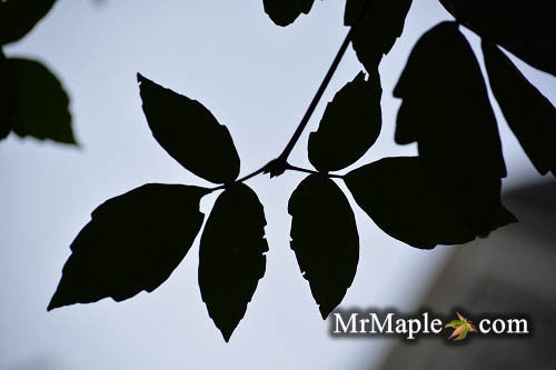 Acer griseum X nikoense 'Cinnamon Flake' Hybrid Paperbark Maple