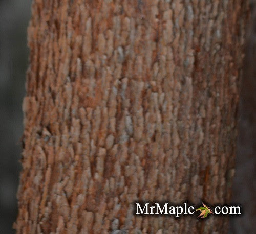 Acer griseum X nikoense 'Cinnamon Flake' Hybrid Paperbark Maple