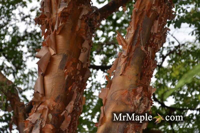 - Acer griseum - Paperbark Maple - Mr Maple │ Buy Japanese Maple Trees